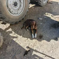 گم شده|حیوانات|سنقر, |دیوار