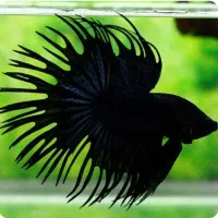 ماهی فایتر نر و ماده کلکسیونی و آکواریوم