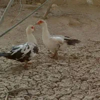 اردک روسی معاوضه دارم|حیوانات مزرعه|میناب, |دیوار