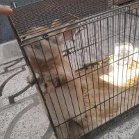 خرگوش خانگی