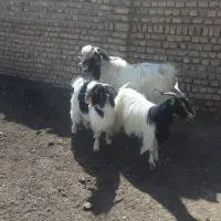 بز فروشی