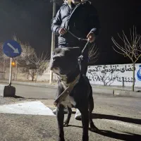 پیتبول نر|سگ|فاروج, |دیوار