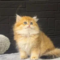 گربه های بریتیش لانگ هیر گلد(عکس اختصاصی)