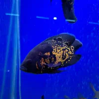 ماهی اسکار|ماهی|ملایر, |دیوار