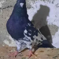 سه تا کلی نر|پرنده|مسجد سلیمان, |دیوار