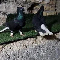 کبوتر دمسفید عتیقه درجه یک