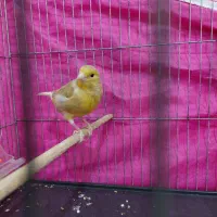 قناری ماده آماده