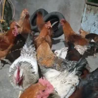 خروس محلی|حیوانات مزرعه|پیر سلیمان, |دیوار