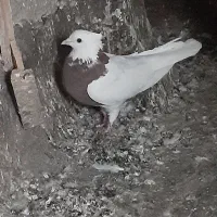 طوقی،سرخ،ماده|پرنده|گلبهار, شهر جدید گلبهار|دیوار