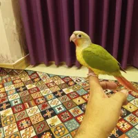 جوجه گرینچیک