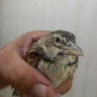 سهره خاکی نر