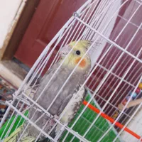 عروس هلندی|پرنده|تربتحیدریه, فتح المبین|دیوار