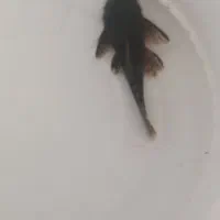 لجن خوار بزرگ