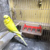 مرغ عشق انگلیسی گریدaو کوتوله مارال