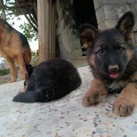 ژرمن شپرد اصیل واگذاری