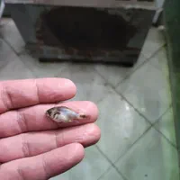 اسکار یکبند