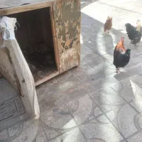 قفس|لوازم جانبی حیوانات|نهاوند, |دیوار