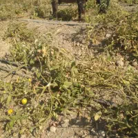 بزترکی ابستن