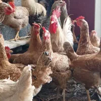مرغ و خروس محلی  گتوند