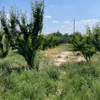 باغ چهاردیواری ۱۵۰۰متر دربهترین لوکیشن دهشادشهریار|فروش دفتر صنعتی، کشاورزی، تجاری|تهران, تهرانسر مرکزی|دیوار