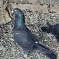 ۳تا کفتر زاجر فروشی|پرنده|اشکذر, |دیوار