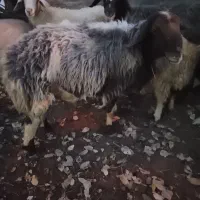 قوچ گله|حیوانات مزرعه|مارگون, |دیوار