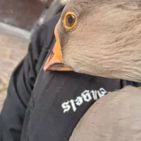 قوغاز اوکراینی.|حیوانات مزرعه|برخوار, |دیوار