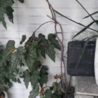 گل سیب خارجی