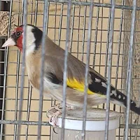 سره نر مست مست