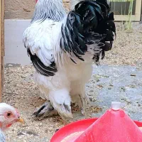 فروش ست مرغ و خروس برهما لایت تخمگذار|حیوانات مزرعه|شهرضا, |دیوار