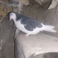 چپ افشان|پرنده|خاش, |دیوار