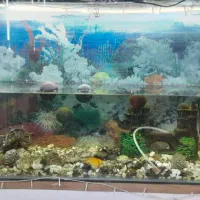 فروش  آکواریوم  شرکتی
