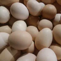 تخم مرغ محلی زرده زعفرانی