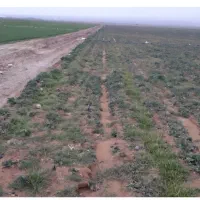 اجاره ۲۰ هکتار و یک چاه ۸ اینچ