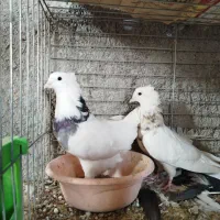 طوقی . سوسک آبادانی . پشت زرد