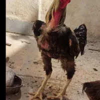 خروس لاری اصل افغان پر مرغی