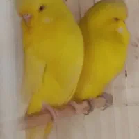 مرغ عشق انگلیسی|پرنده|بابل, |دیوار