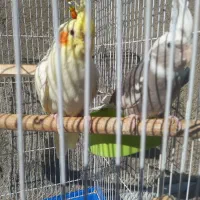 فروش عروس هلندی|پرنده|اصلاندوز, |دیوار