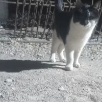 گربه