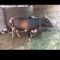 گاوهمراه باگوساله نر