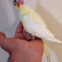 فروش جوجه عروس سرلاکی