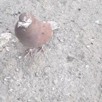 کفتر عالی|پرنده|پاکدشت, حصار امیر|دیوار