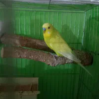 مرغ عشق بالغ جفت|پرنده|قزوین, |دیوار