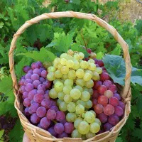 نهال در میاندربند|خدمات باغبانی و درختکاری|کرمانشاه, |دیوار