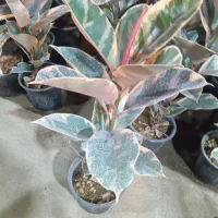 انواع فیکوس و بنسای جیسینگ|گل و گیاه طبیعی|رشت, حمیدیان|دیوار