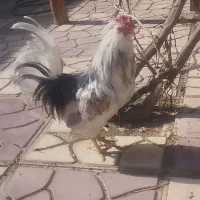 مرغ و خروس گلین اصل