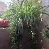 گل طبیعی گندمی|گل و گیاه طبیعی|تهران, خانی آباد نو جنوبی|دیوار