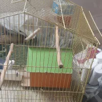 فروش قفس پرنده|لوازم جانبی حیوانات|فردیس, سپید دشت|دیوار