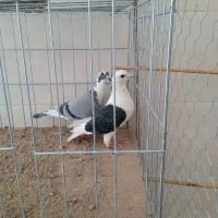 پرنده