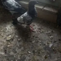 کبوتر کاشانی کله دم